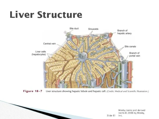 Mosby items and derived items © 2006 by Mosby, Inc. Slide Liver Structure