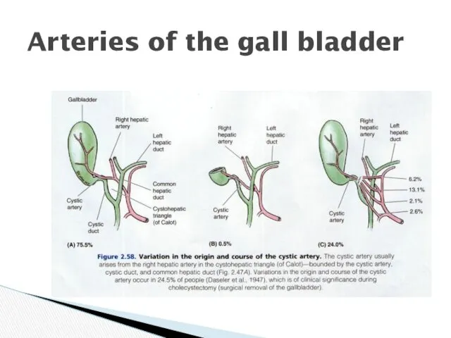 Arteries of the gall bladder