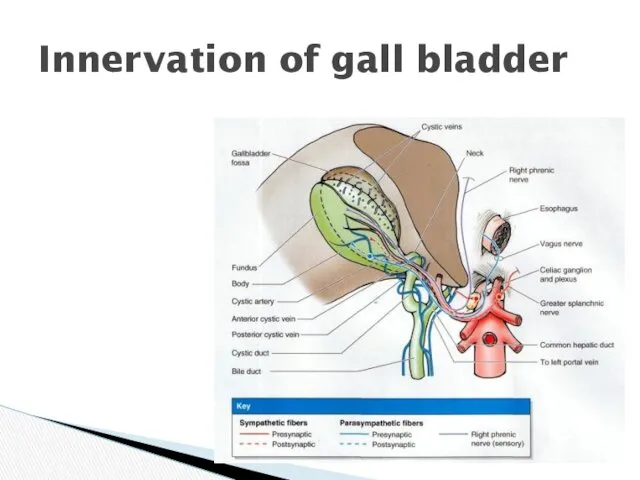 Innervation of gall bladder
