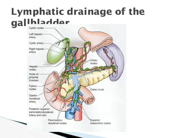Lymphatic drainage of the gallbladder