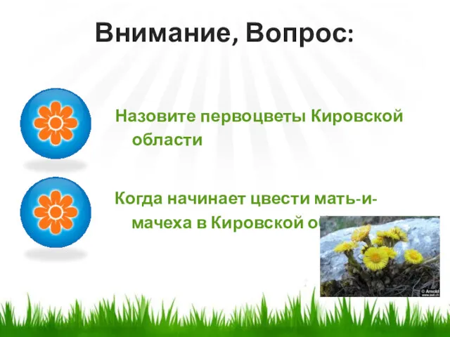 Назовите первоцветы Кировской области Внимание, Вопрос: Когда начинает цвести мать-и-мачеха в Кировской области?