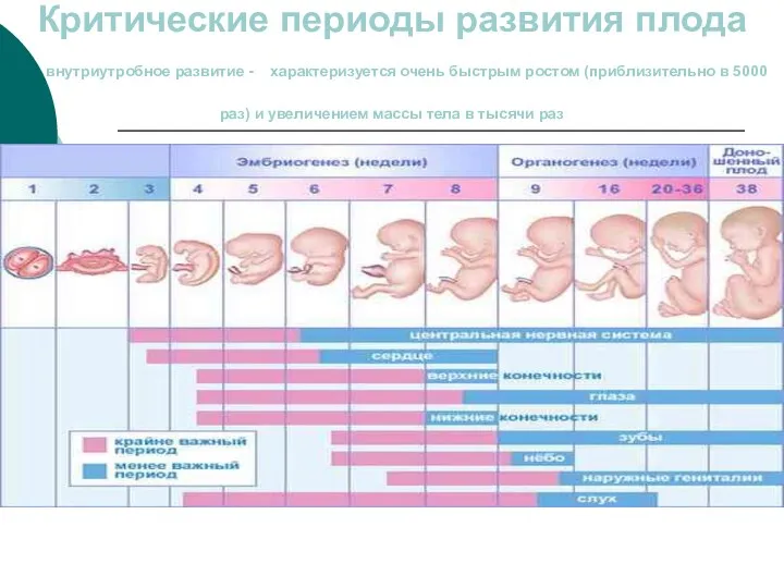 Критические периоды развития плода внутриутробное развитие - характеризуется очень быстрым