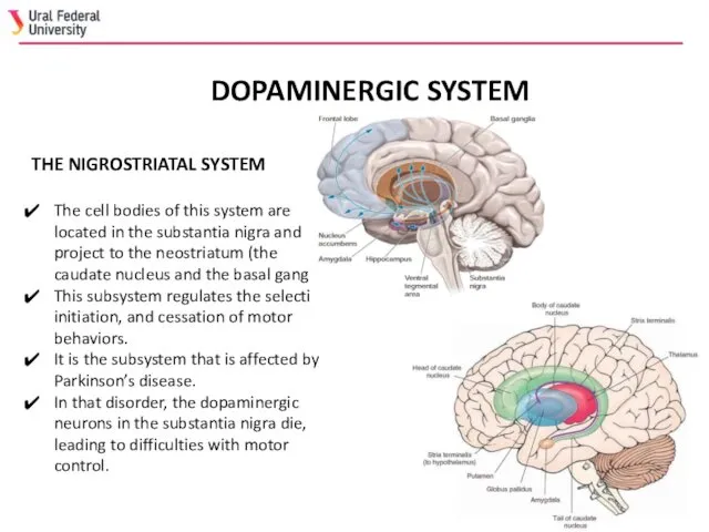 DOPAMINERGIC SYSTEM THE NIGROSTRIATAL SYSTEM The cell bodies of this