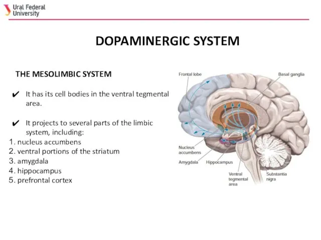 DOPAMINERGIC SYSTEM THE MESOLIMBIC SYSTEM It has its cell bodies