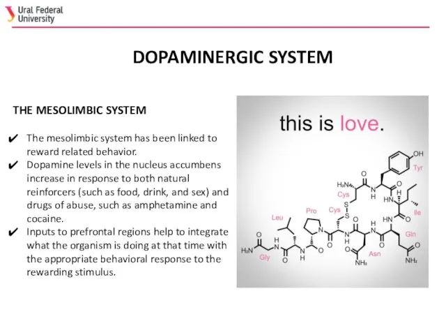 DOPAMINERGIC SYSTEM THE MESOLIMBIC SYSTEM The mesolimbic system has been