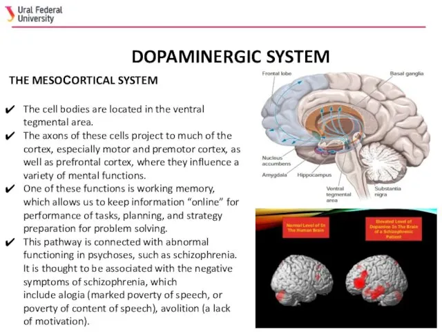 DOPAMINERGIC SYSTEM THE MESOСORTICAL SYSTEM The cell bodies are located