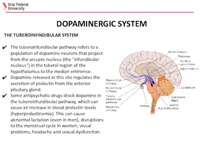 DOPAMINERGIC SYSTEM THE TUBEROINFINDIBULAR SYSTEM The tuberoinfundibular pathway refers to