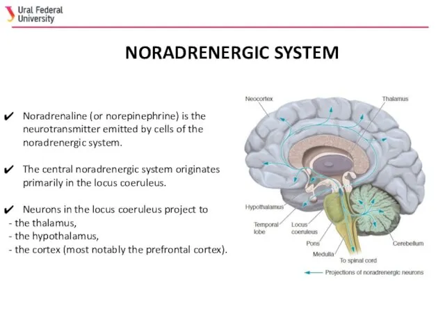 NORADRENERGIC SYSTEM Noradrenaline (or norepinephrine) is the neurotransmitter emitted by