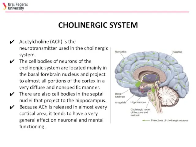 Acetylcholine (ACh) is the neurotransmitter used in the cholinergic system.