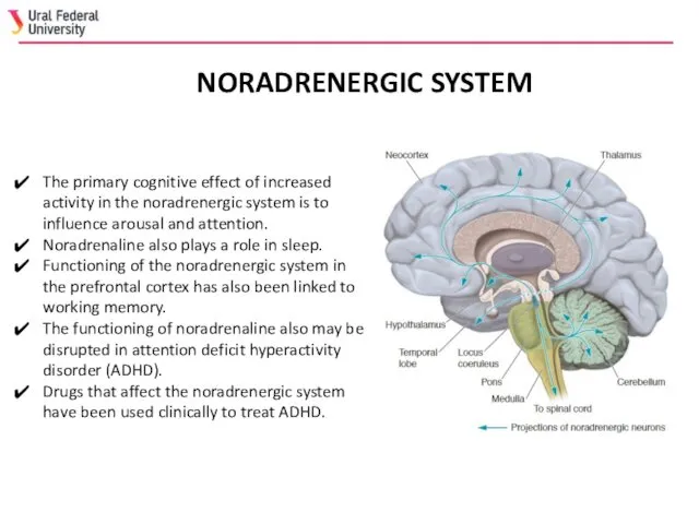 NORADRENERGIC SYSTEM The primary cognitive effect of increased activity in