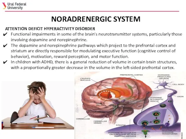 NORADRENERGIC SYSTEM ATTENTION DEFICIT HYPERACTIVITY DISORDER Functional impairments in some