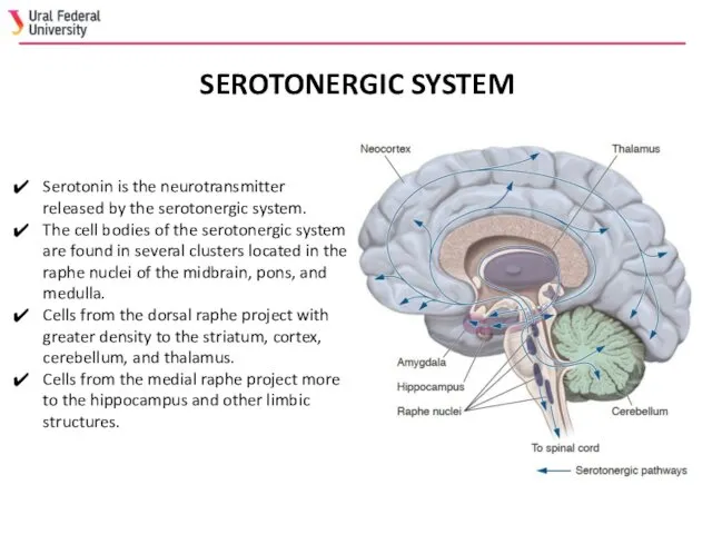 SEROTONERGIC SYSTEM Serotonin is the neurotransmitter released by the serotonergic