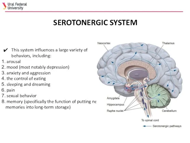 SEROTONERGIC SYSTEM This system influences a large variety of behaviors,