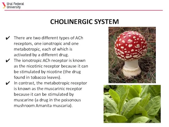 There are two different types of ACh receptors, one ionotropic