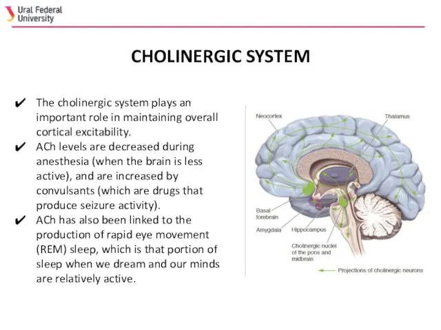 The cholinergic system plays an important role in maintaining overall