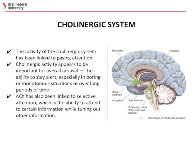 The activity of the cholinergic system has been linked to
