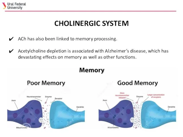 ACh has also been linked to memory processing. Acetylcholine depletion