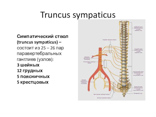 Truncus sympaticus Симпатический ствол (truncus sympaticus) – состоит из 25