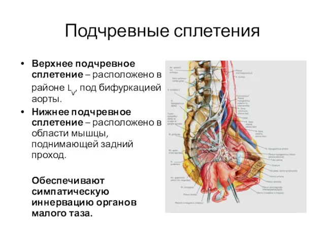 Подчревные сплетения Верхнее подчревное сплетение – расположено в районе Lv,