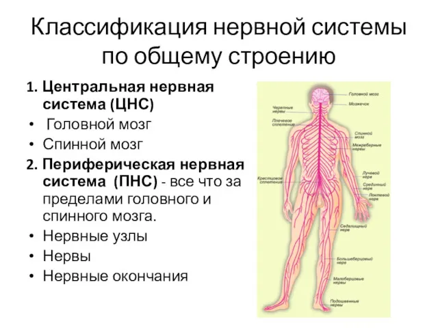 Классификация нервной системы по общему строению 1. Центральная нервная система