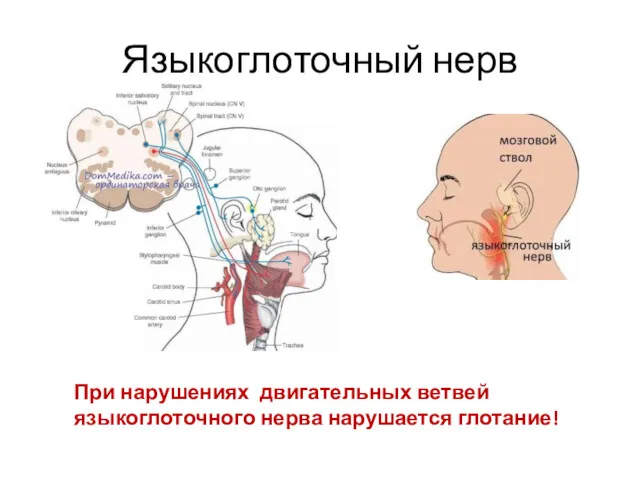 Языкоглоточный нерв При нарушениях двигательных ветвей языкоглоточного нерва нарушается глотание!