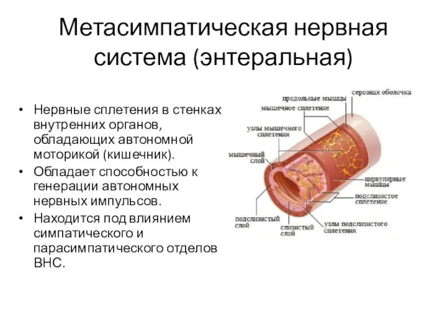 Метасимпатическая нервная система (энтеральная) Нервные сплетения в стенках внутренних органов,