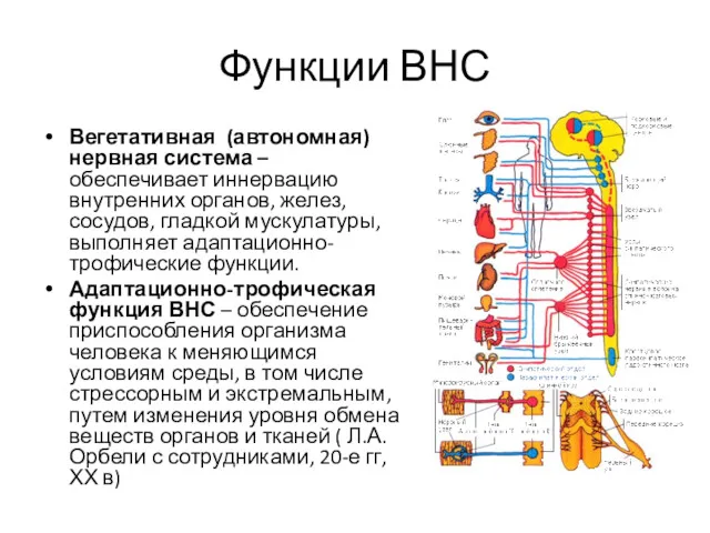 Функции ВНС Вегетативная (автономная) нервная система – обеспечивает иннервацию внутренних