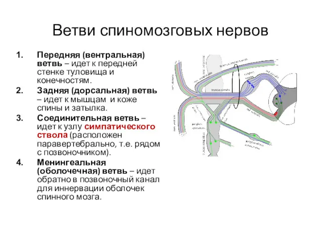 Ветви спиномозговых нервов Передняя (вентральная) ветвь – идет к передней