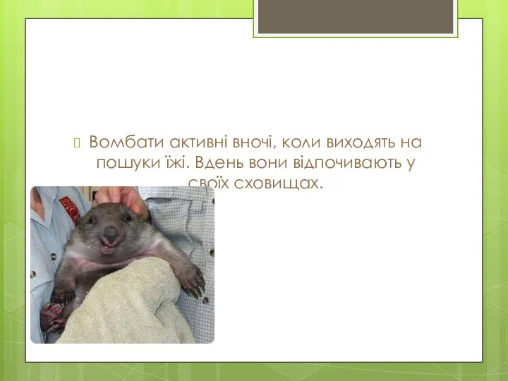 Вомбати активні вночі, коли виходять на пошуки їжі. Вдень вони відпочивають у своїх сховищах.