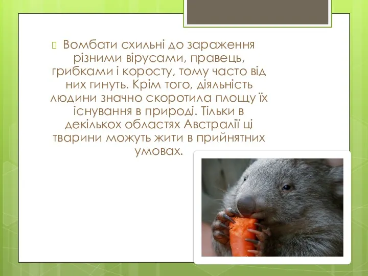 Вомбати схильні до зараження різними вірусами, правець, грибками і коросту, тому часто від