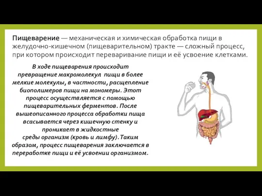 Пищеварение — механическая и химическая обработка пищи в желудочно-кишечном (пищеварительном)