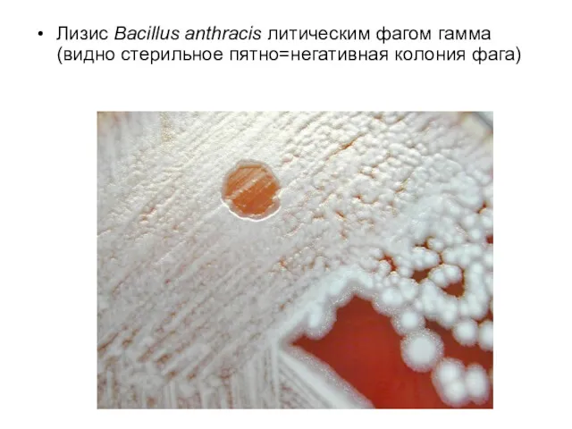 Лизис Bacillus anthracis литическим фагом гамма (видно стерильное пятно=негативная колония фага)