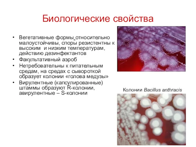 Биологические свойства Вегетативные формы относительно малоустойчивы, споры резистентны к высоким