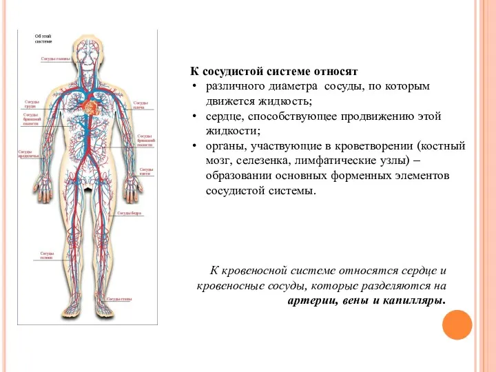 К сосудистой системе относят различного диаметра сосуды, по которым движется