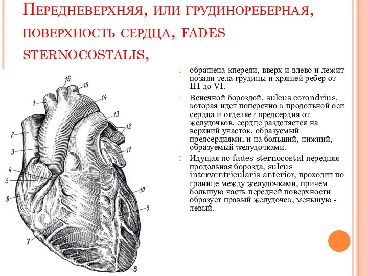 Передневерхняя, или грудинореберная, поверхность сердца, fades sternocostalis, обращена кпереди, вверх