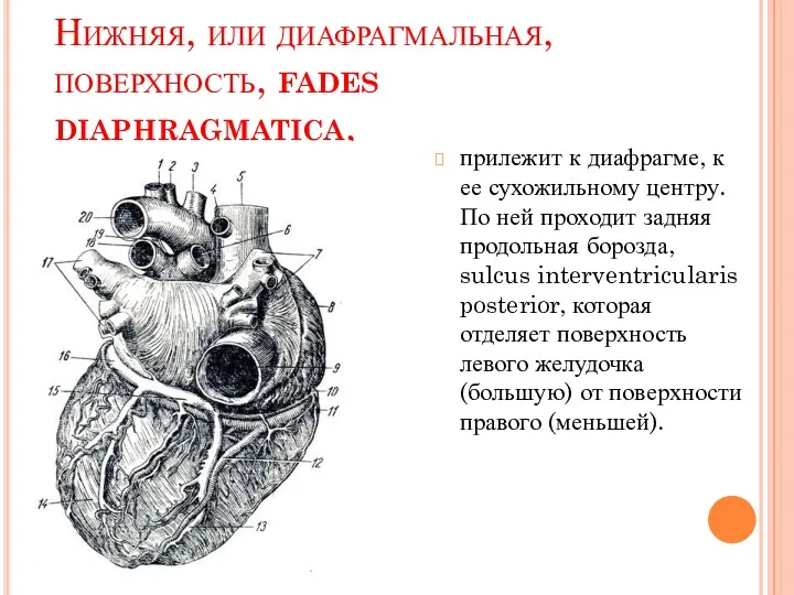 Нижняя, или диафрагмальная, поверхность, fades diaphragmatica, прилежит к диафрагме, к