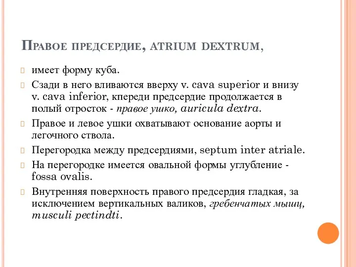 Правое предсердие, atrium dextrum, имеет форму куба. Сзади в него