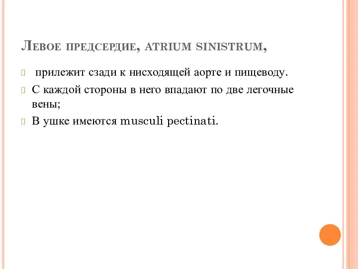 Левое предсердие, atrium sinistrum, прилежит сзади к нисходящей аорте и