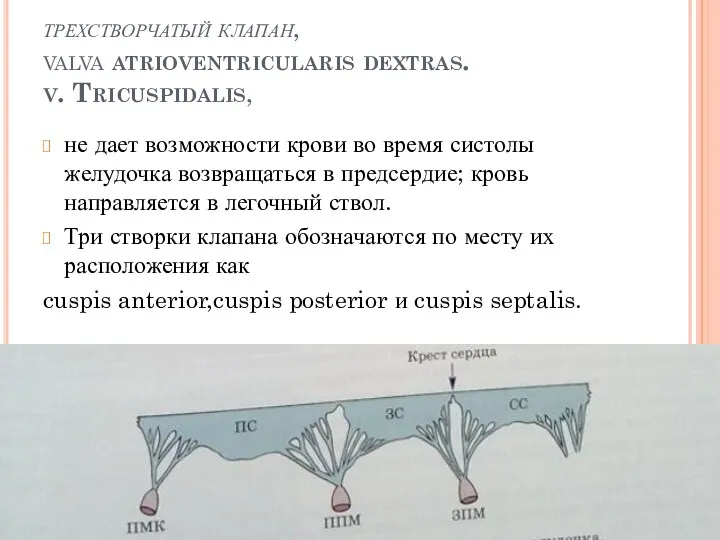 трехстворчатый клапан, valva atrioventricularis dextras. v. Tricuspidalis, не дает возможности