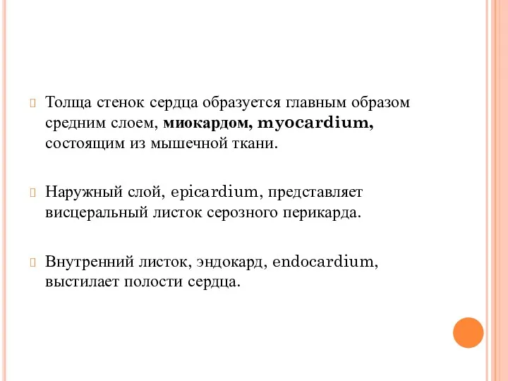 Толща стенок сердца образуется главным образом средним слоем, миокардом, myocardium,