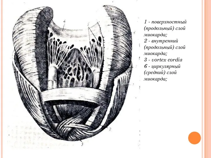 1 - поверхностный (продольный) слой миокарда; 2 - внутренний (продольный)