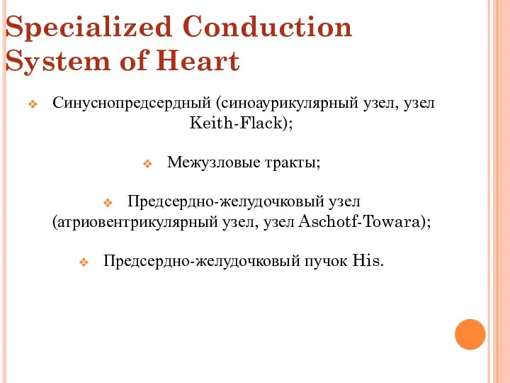 Specialized Conduction System of Heart Синуснопредсердный (синоаурикулярный узел, узел Keith-Flack);