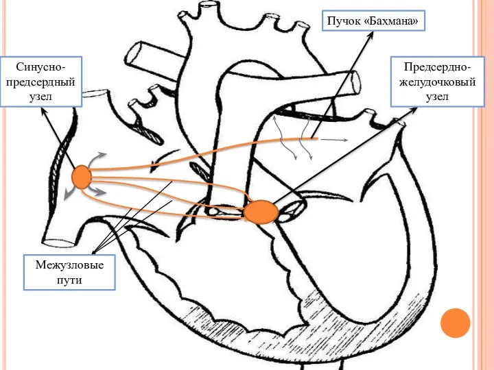 Синусно-предсердный узел Пучок «Бахмана» Предсердно- желудочковый узел Межузловые пути