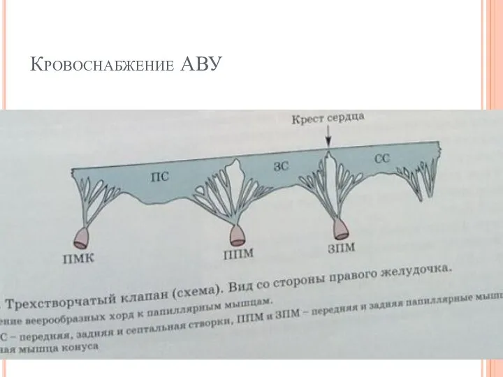 Кровоснабжение АВУ