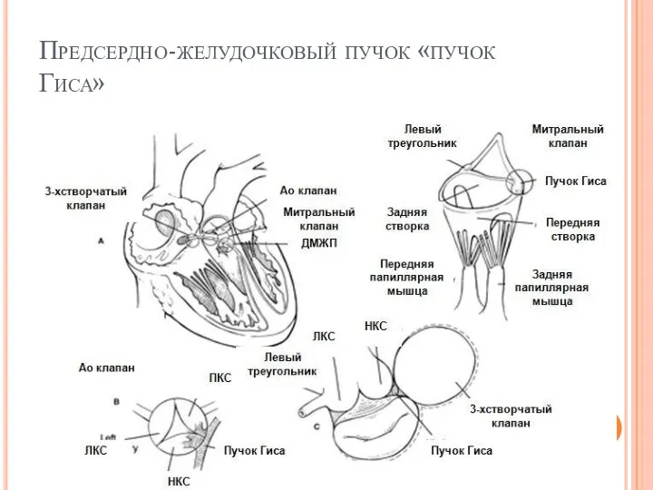 Предсердно-желудочковый пучок «пучок Гиса»