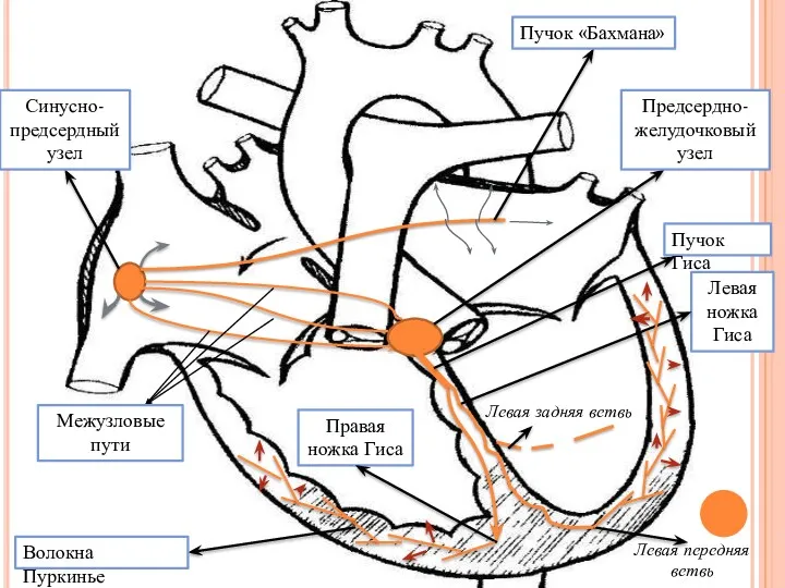 Синусно-предсердный узел Пучок «Бахмана» Предсердно- желудочковый узел Межузловые пути Пучок