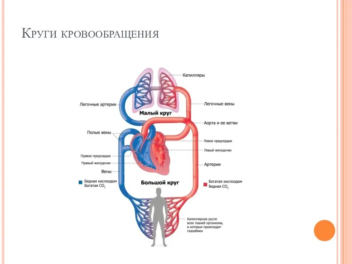 Круги кровообращения