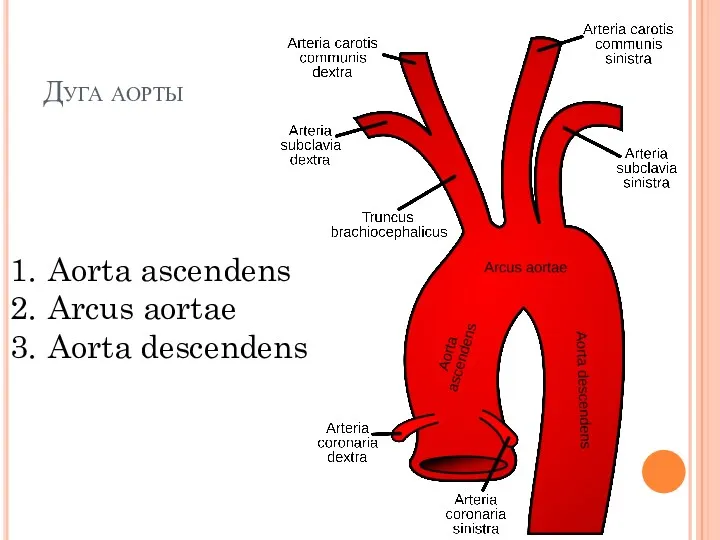 Дуга аорты Aorta ascendens Arcus aortae Aorta descendens