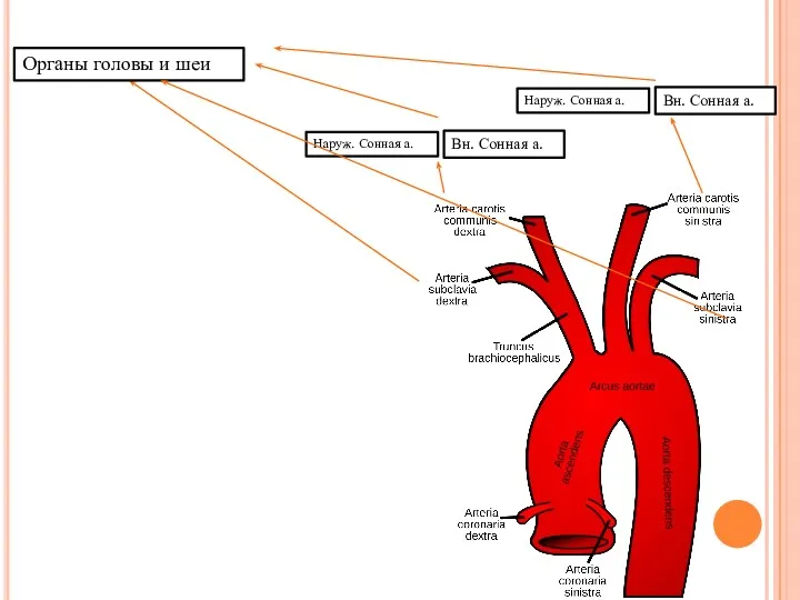 Органы головы и шеи Наруж. Сонная а. Вн. Сонная а. Наруж. Сонная а. Вн. Сонная а.