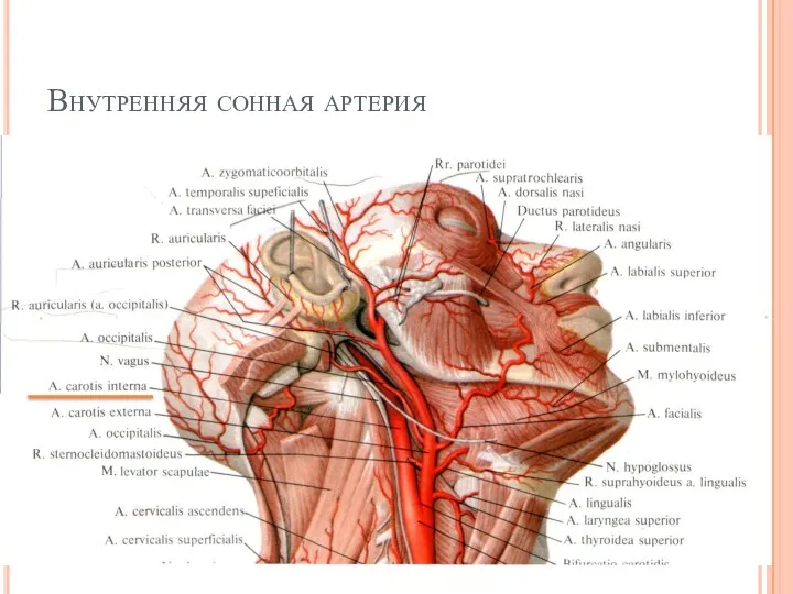 Внутренняя сонная артерия